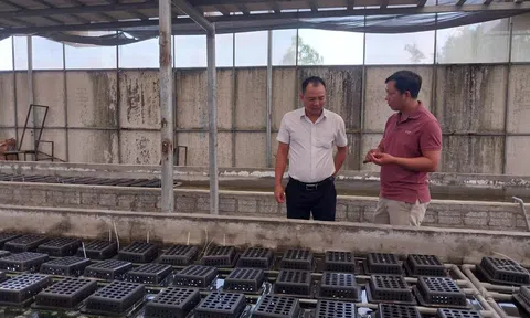 Đà Nẵng thử nghiệm mô hình nuôi cua lột – tôm thẻ chân trắng trong hệ thống tuần hoàn RAS