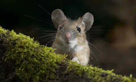 Ở nơi dùng thịt chuột làm sính lễ cho nhà gái