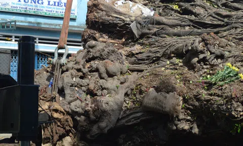 Quảng Ngãi: Di dời thành công cây đa hơn 200 tuổi đến núi Thiên Bút