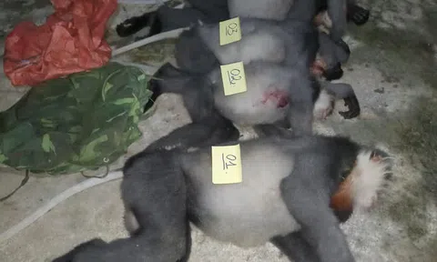 Quảng Ngãi: Khởi tố vụ án hình sự vụ bắn 5 cá thể Voọc chà vá chân xám