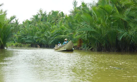 Hồi sinh rừng dừa nước trên sông Kinh ở Quảng Ngãi