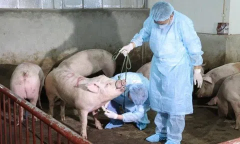 Quảng Ngãi: Tăng cường phòng chống dịch gia súc, gia cầm