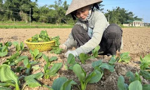 Quảng Ngãi: Nông dân xuống giống rau màu phục vụ tết