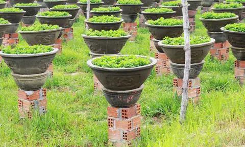 Làng hoa lớn nhất tỉnh Quảng Ngãi xuống giống vụ hoa Tết