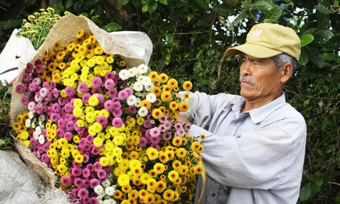 Quảng Ngãi: Làng hoa Nghĩa Hà khoe sắc, dân phấn khởi vào mùa thu hoạch