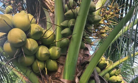 Trĩu trái ở rừng dừa xiêm Tịnh Khê, Quảng Ngãi