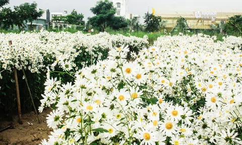 Đẹp ngỡ ngàng cúc họa mi ở Quảng Ngãi