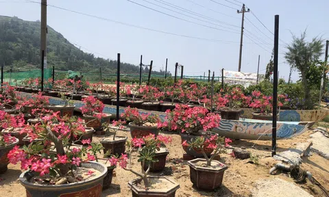 Độc đáo vườn hoa sứ trên thuyền tại đảo Lý Sơn, Quảng Ngãi