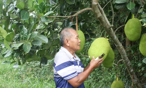 Quảng Ngãi: Cựu chiến binh “đổi đời” nhờ phát triển cây ăn trái, góp phần phát triển kinh tế nông thôn
