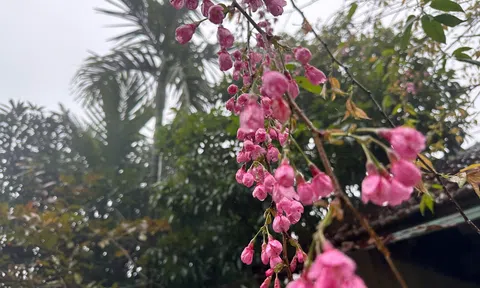 Lần đầu tiên hoa anh đào hé nở trên đèo Eo Chim