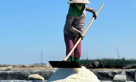 Diêm dân Quảng Ngãi “cõng nắng” trên cánh đồng muối