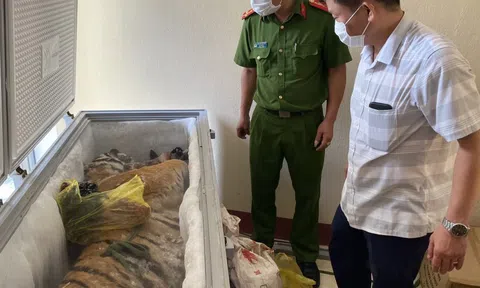 Hà Tĩnh: Phát hiện cá thể hổ đông lạnh nặng 160 kg trong nhà dân