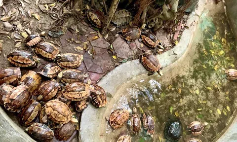 Hà Tĩnh: Người dân giao nộp 44 cá thể rùa quý hiếm