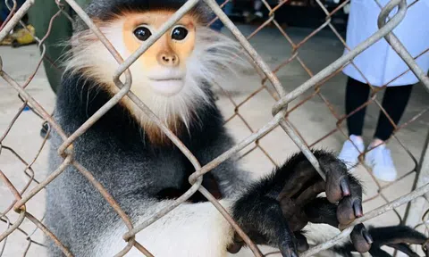 Hà Tĩnh: Người dân bàn giao 1 cá thể voọc chà vá chân nâu quý hiếm để thả về tự nhiên