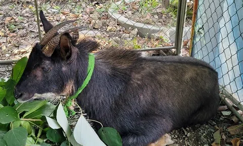Hà Tĩnh: Khởi tố 4 đối tượng đánh bẫy, mua bán sơn dương quý hiếm