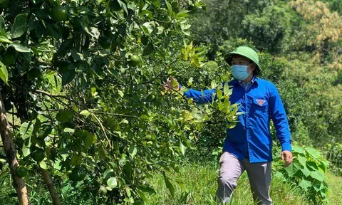 Hà Tĩnh: Chàng Bí thư Đoàn vượt khó làm giàu trên mảnh đất quê hương