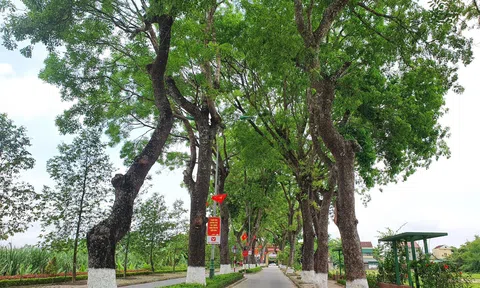 Ngắm hàng xà cừ cổ thụ hơn nửa thế kỷ trên quê hương Bác Hồ