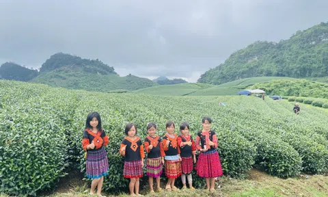 Chiêm ngưỡng vẻ đẹp thơ mộng của đồi chè trái tim Đài Loan Mộc Châu