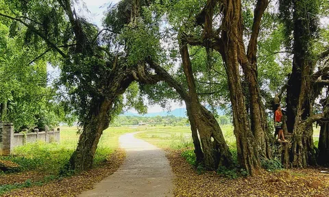 Không gian bình yên nơi cây sanh di sản 800 tuổi