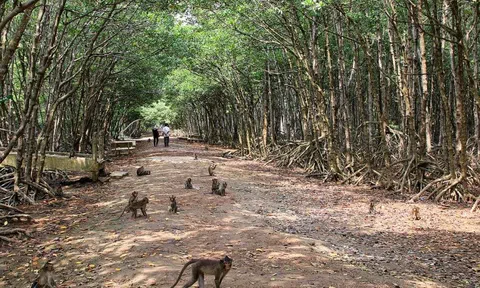 Huyện Cần Giờ, TP.HCM sẽ mở cửa du lịch đón khách cuối tháng 9