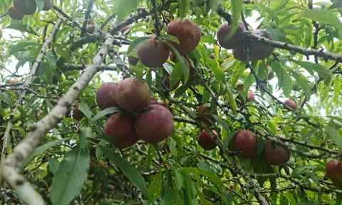 Mận Tam Hoa miền biên viễn vào mùa