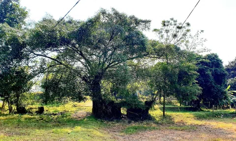 Đền Đậu: Vẹn nguyên vẻ đẹp ban sơ (Kì cuối)