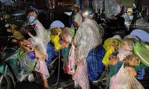 Cà Mau: Thông tin vụ tiêu hủy chó, mèo ở khu cách ly