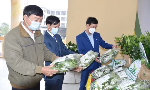 Hà Tĩnh: Trao quyết định công nhận nhãn hiệu tập thể “Chè Hồng Lộc”