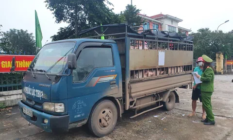 Quảng Trị: Phát hiện xe vận chuyển gia súc không qua kiểm dịch thú y