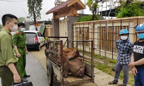 Hà Tĩnh: Mua bò chết từ Hồng Lĩnh về Lộc Hà để giết mổ thì bị phát hiện, bắt giữ