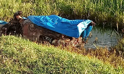 (Lộc Hà) Hà Tĩnh: Vứt lợn chết ra cánh đồng, bị phạt 5,5 triệu đồng