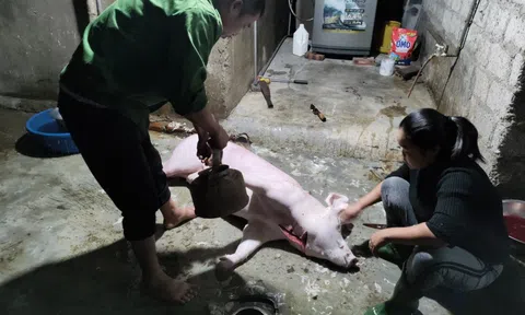 Lộc Hà (Hà Tĩnh): Xử phạt 7 triệu đồng đối với trường hợp giết mổ lợn tại nhà