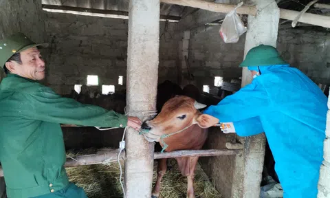 Lộc Hà (Hà Tĩnh) quyết liệt khoanh vùng dập dịch viêm da nổi cục trên đàn trâu bò