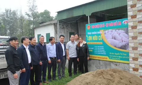 Lộc Hà (Hà Tĩnh): Triển khai mô hình chăn nuôi lợn an toàn sinh học theo hướng hữu cơ