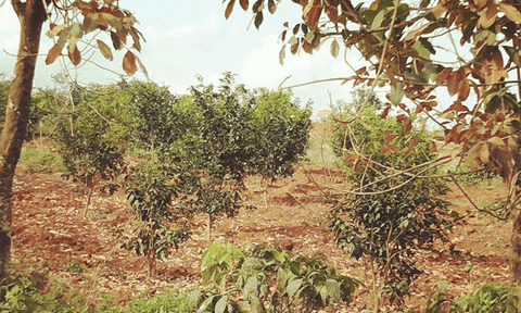 Nghĩa Trung: Nỗ lực trong phát triển kinh tế - xã hội