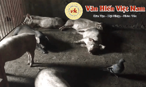 Vĩnh Phúc ngăn chặn khẩn cấp dịch tả lợn châu Phi