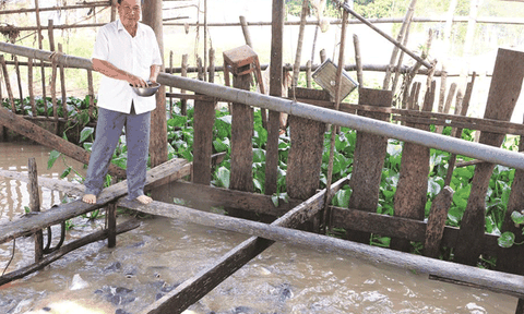 Người đàn ông “dẫn dụ” và nuôi dưỡng cá thiên nhiên