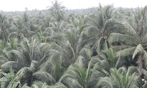 Công bố lễ hội dừa Bến Tre năm 2019