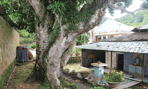 An Giang: Độc, lạ cây ngọc lan hơn 200 tuổi trên núi Cấm