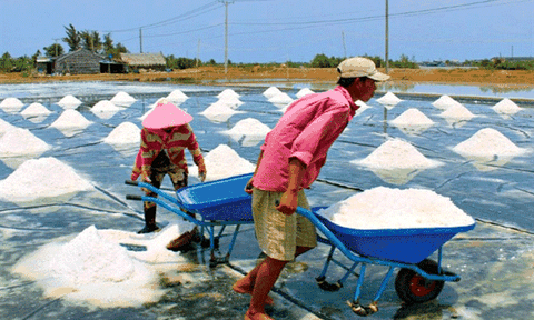 Diêm dân Bến Tre phấn khởi vì giá muối tăng cao