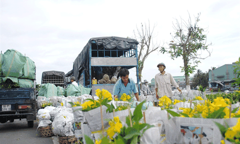 Sa Đéc hướng đến xuất khẩu hoa