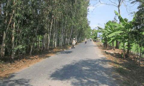 Miệt biển U Minh đang khởi sắc