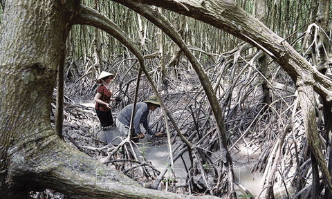 Rừng ngập mặn Mũi Cà Mau