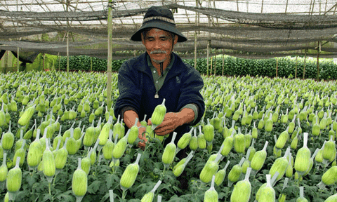 Canh nông Đà Lạt ngày ấy, bây giờ