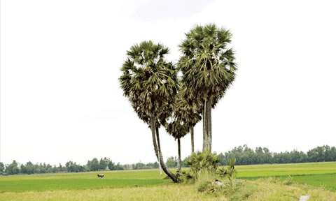 Phía sau câu chuyện cây thốt nốt hình trái tim