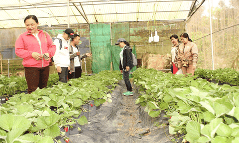 Trồng dâu tây trên núi Cấm