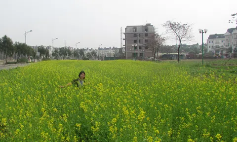 Chênh chao sắc vàng hoa cải