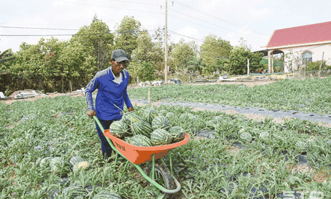 Dưa hấu ở Mỏ Ó trúng mùa - được giá