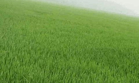 Xuân Sơn phát triển kinh tế - xã hội theo hướng bền vững