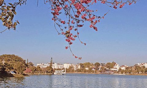 Giữ cho Đà Lạt đẹp và thơ